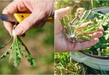 Use Dandelion Root, Leaves, Flower To Strengthen The Bones And Detox The Body