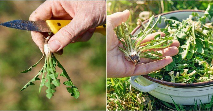 Use Dandelion Root, Leaves, Flower To Strengthen The Bones And Detox The Body