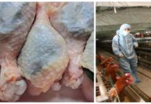 Finally! The FDA Admits That Nearly Over 70% of U.S. Chickens Contain Cancer-Causing Arsenic.