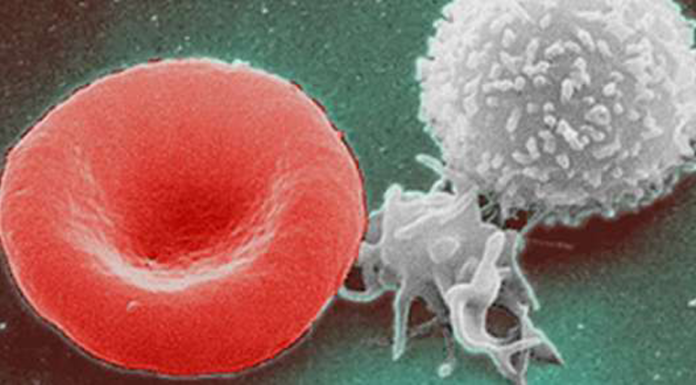 USC Researchers Discover How to Regenerate Your Entire Immune System in 72 Hours