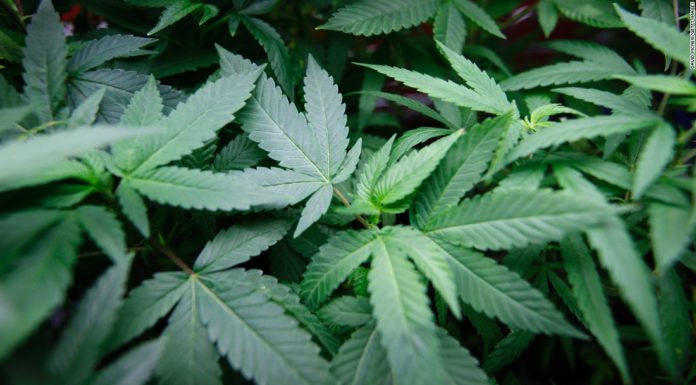 Study Confirms Marijuana is Over 110 Times Safer Than Alcohol