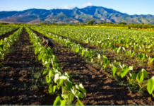 Sorry, Monsanto: GMO Crops Now Banned in Nearly 40 Countries, Grown in Just 28