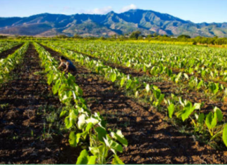 Sorry, Monsanto: GMO Crops Now Banned in Nearly 40 Countries, Grown in Just 28