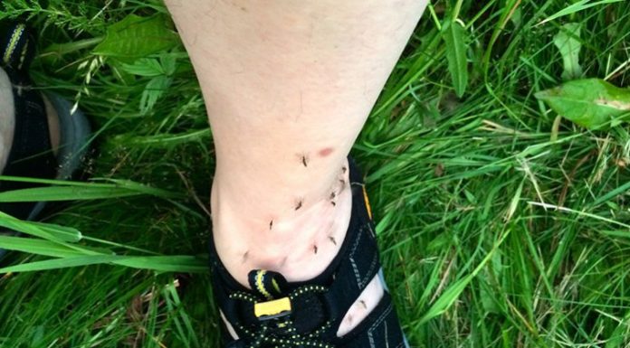 The Surprising Reasons Why Mosquitoes Bite Some People and Don’t Touch Others