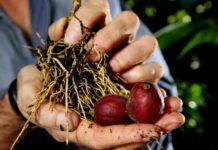 Rare Australian Tree Contains Cancer-Killing Properties, Used in the Aboriginal Medicine for Centuries