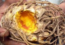 12 Strategies That Help Prevent Cancer from Growing Inside Your Body