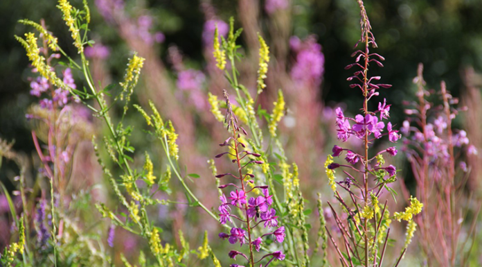 Edible or Poisonous? Tips on How to Determine Which Forgeable Wild Plants Are Safe to Consume