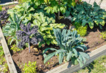 Judge Rules Government Can Ban Vegetable Gardens Because They Are ‘Ugly’