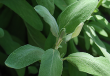 How to Successfully Grow an Herb Garden (INFOGRAPHIC)