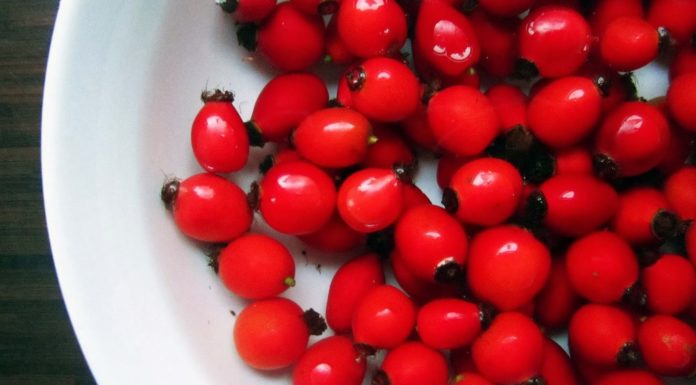 Everyday Medicine Of The Native Americans: 15 Of Their Most-Used Plants