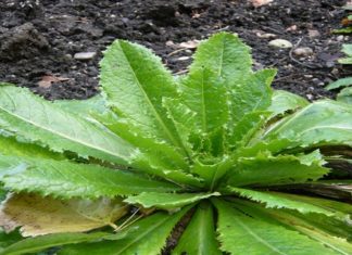 The Natural Painkiller Works The Same As Morphine And Can Be Found In Your Backyard!