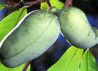This “Tropical” Midwestern Fruit is the Strongest Against Cancer Cells on Two Continents, Study Says