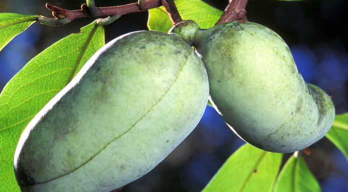 This “Tropical” Midwestern Fruit is the Strongest Against Cancer Cells on Two Continents, Study Says