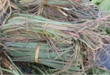 EVERYONE IS LOOKING FOR THIS PLANT THAT IS USED FOR CANCER AND MANY DISEASES, AND I DID NOT KNOW IT UNTIL NOW