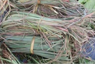 EVERYONE IS LOOKING FOR THIS PLANT THAT IS USED FOR CANCER AND MANY DISEASES, AND I DID NOT KNOW IT UNTIL NOW