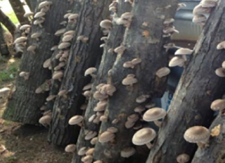 A Comprehensive Guide to Growing Shiitake Mushrooms