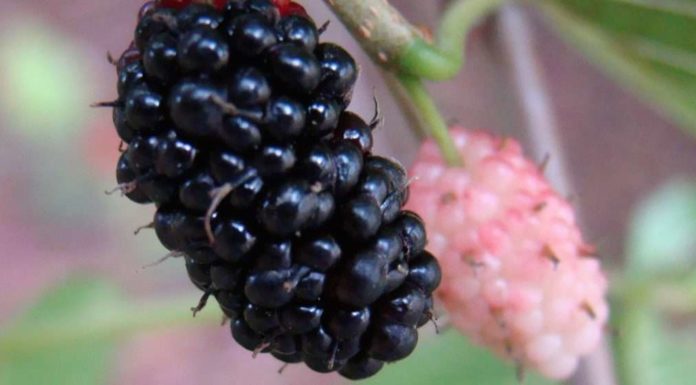 Grow a Mulberry Tree In Your Yard.. You Will Need It !