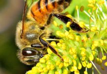 Top 30 Flowers For Bees