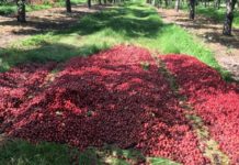 “It Just Doesn’t Seem Right:” Michigan Farmer Forced to Dump 40,000 Pounds of Cherries to Make Way for Import Crops