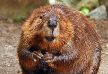 Food Industry Uses Beaver Anal Secretions to “Flavor” Your Food!