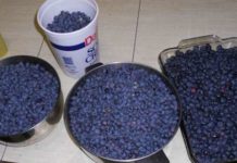 How to Grow Buckets Full of Blueberries at Home