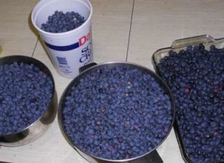 How to Grow Buckets Full of Blueberries at Home
