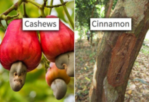 12 Photos That Prove Most People Have NO Idea How Food Grows