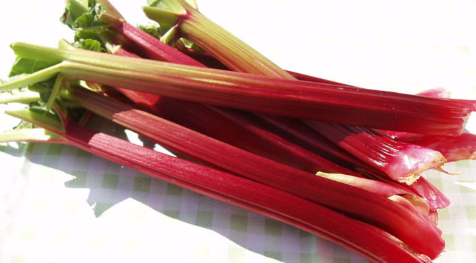 Rhubarb Shows Promise For Treating Chronic Liver Disease