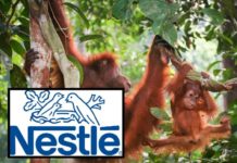 Suspended! Nestlé Reprimanded by Sustainable Palm Oil Group, Can No Longer Include Claim on Its Products