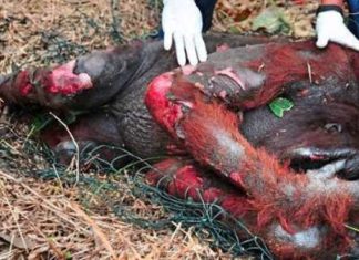 Why You Should Avoid Palm Oil Like The Plague