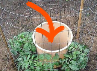 One Man’s Genius Idea To Grow Tomatoes