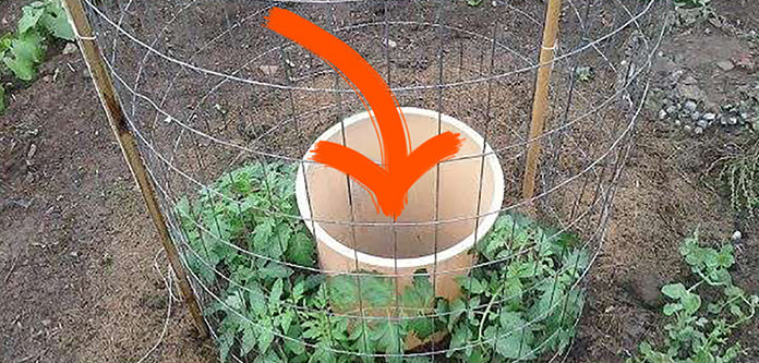One Man’s Genius Idea To Grow Tomatoes