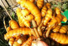 How to Grow Endless Turmeric at Home and Why It is Totally Worth It